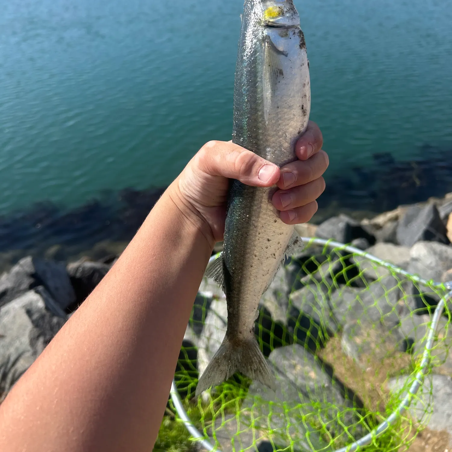 The most recent Surf smelt catches on Fishbrain