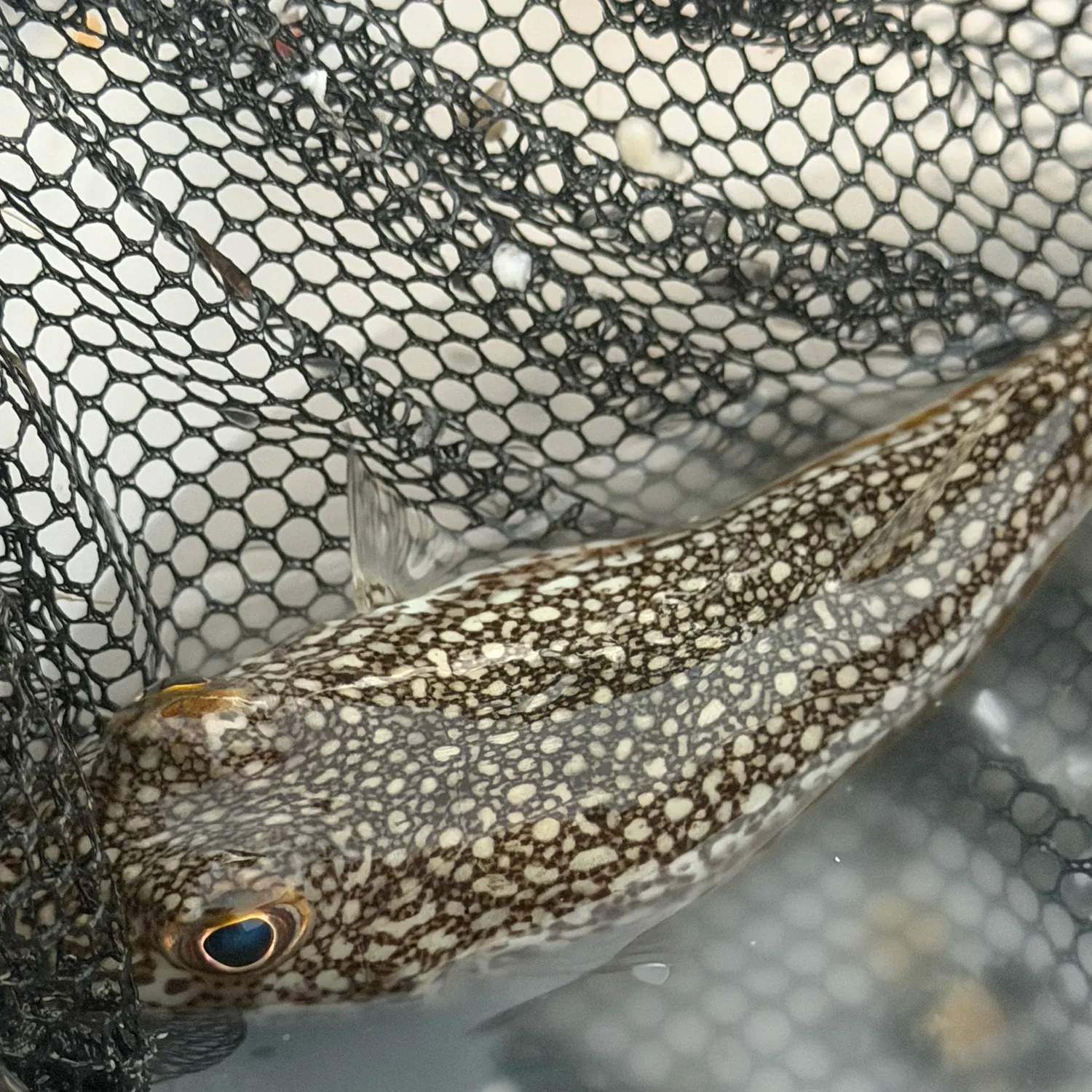 The most recent Yellowspotted puffer catches on Fishbrain