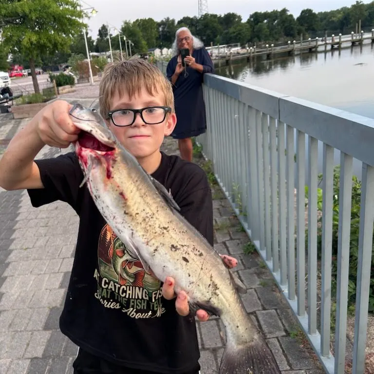 Channel catfish caught on Fishbrain