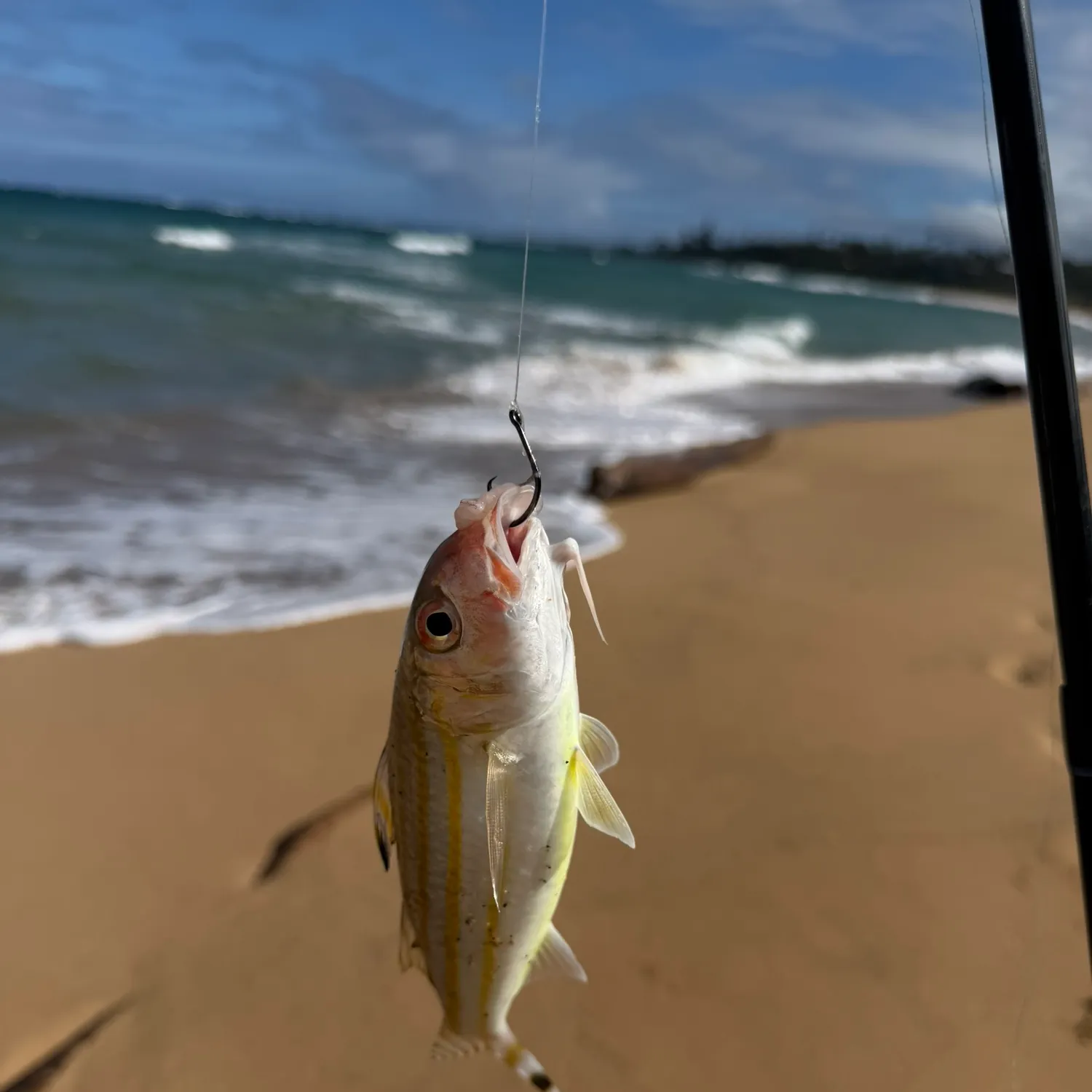 The most recent Bandtail goatfish catches on Fishbrain