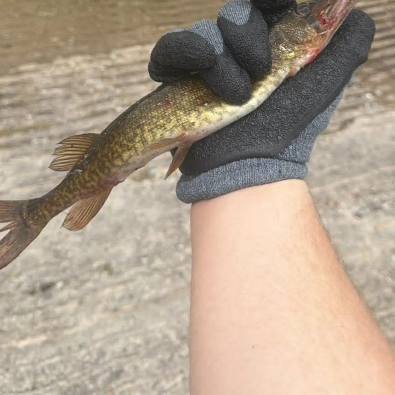 The most recent Grass pickerel catches on Fishbrain