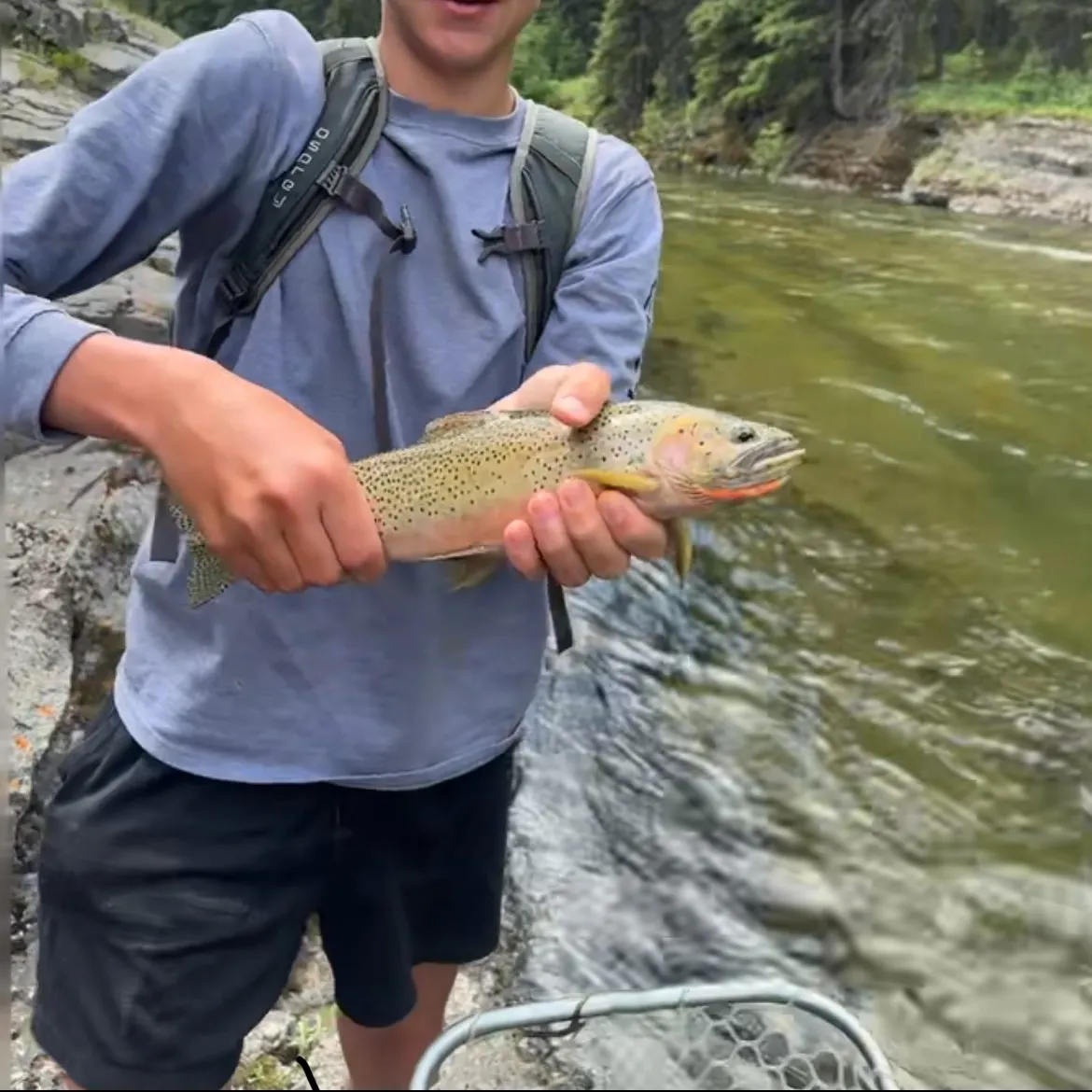 The most recent Westlope cutthroat trout catches on Fishbrain