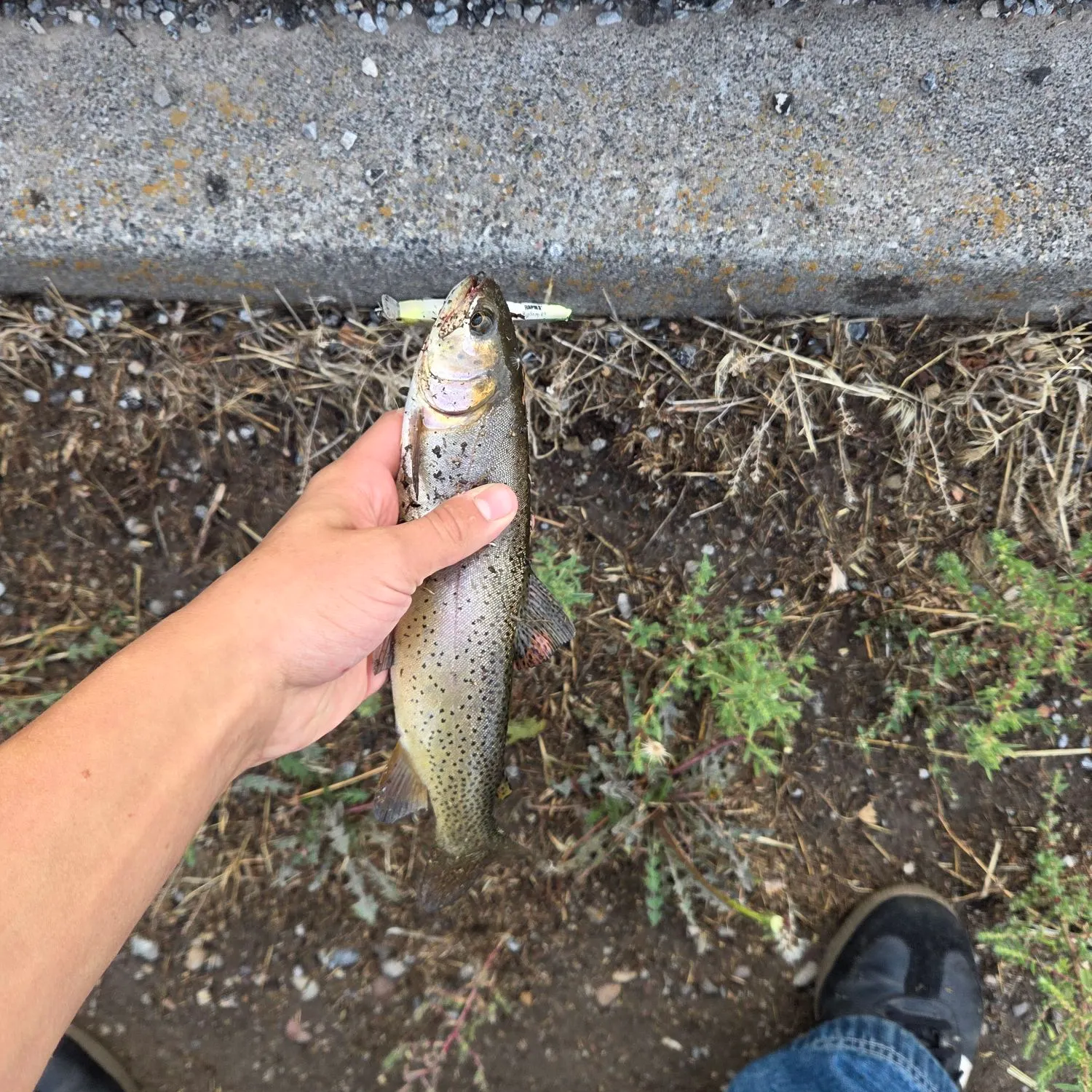 Cutthroat trout caught on Fishbrain