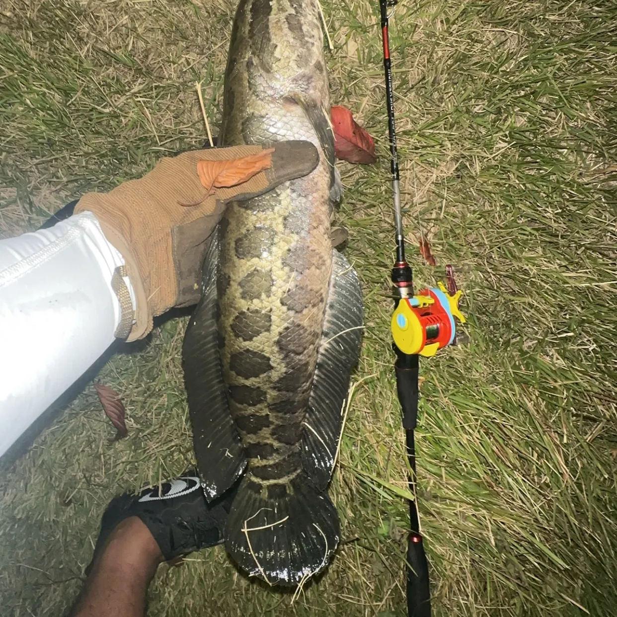 The most recent Northern snakehead catches on Fishbrain