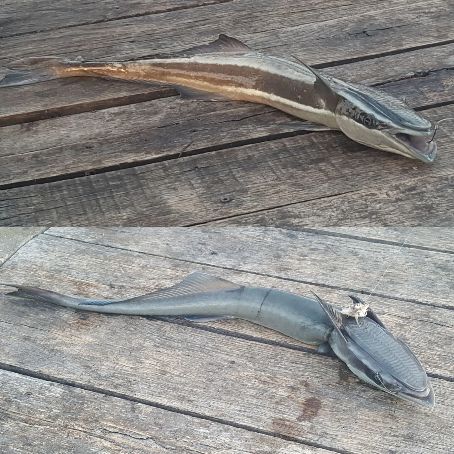 recently logged catches