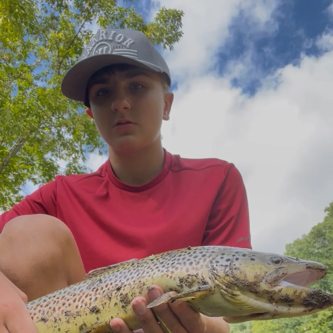 Brown trout caught on Fishbrain