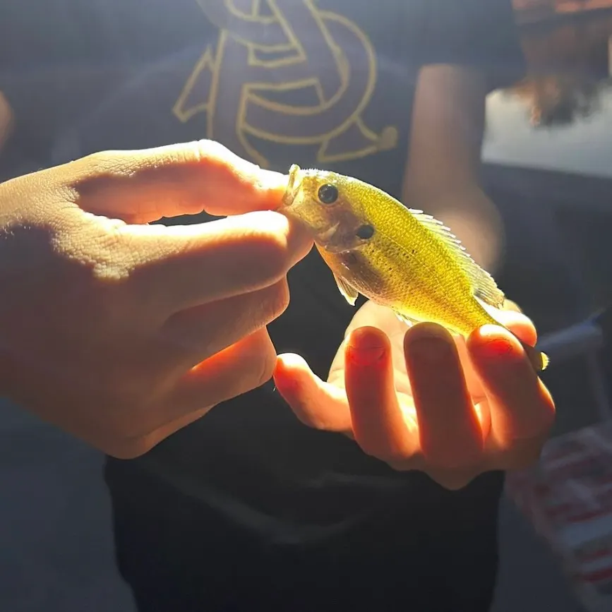 The most recent Wargill hybrid catches on Fishbrain