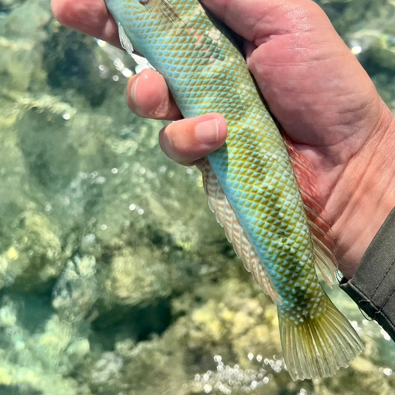 The most recent Cigar wrasse catches on Fishbrain