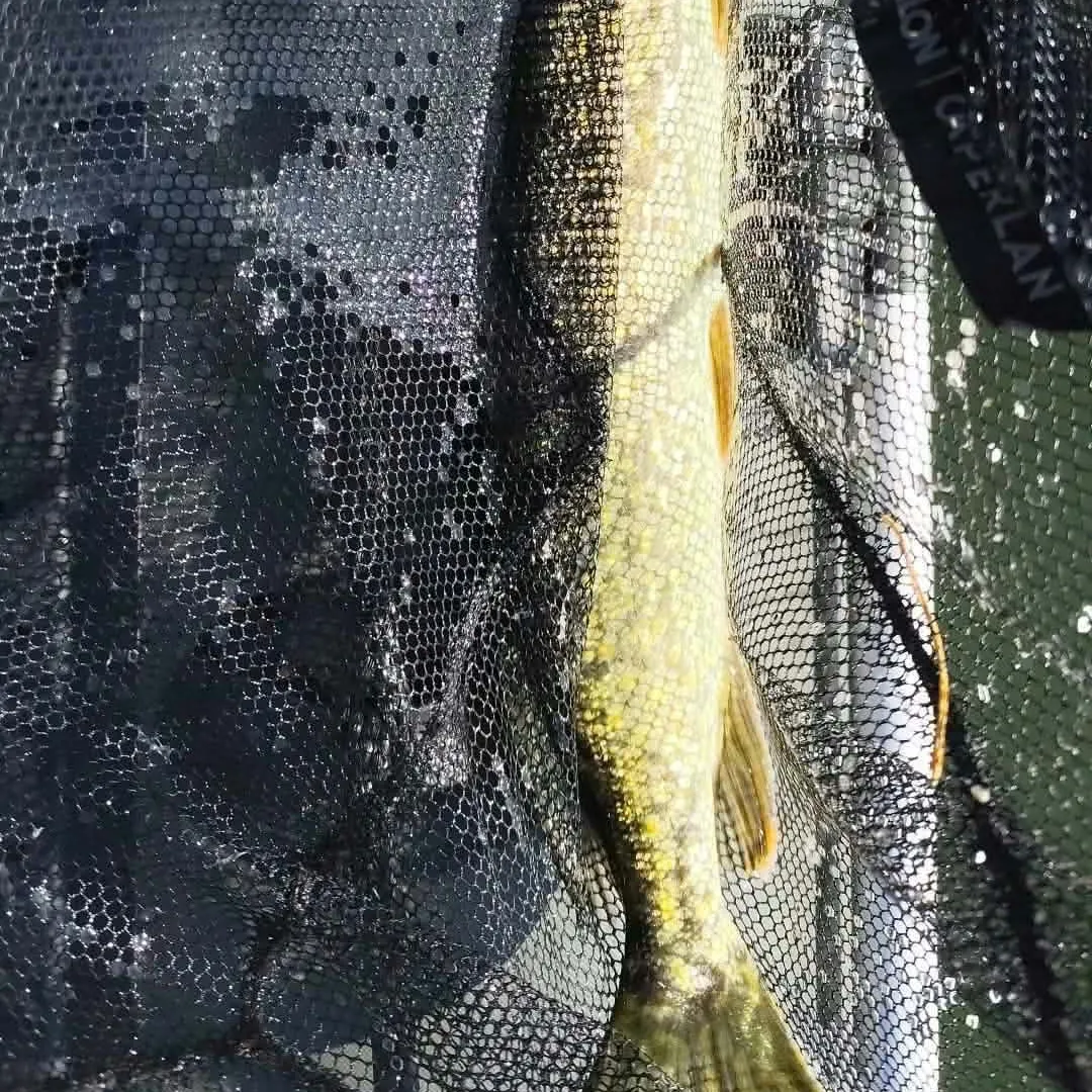Northern pike caught on Fishbrain