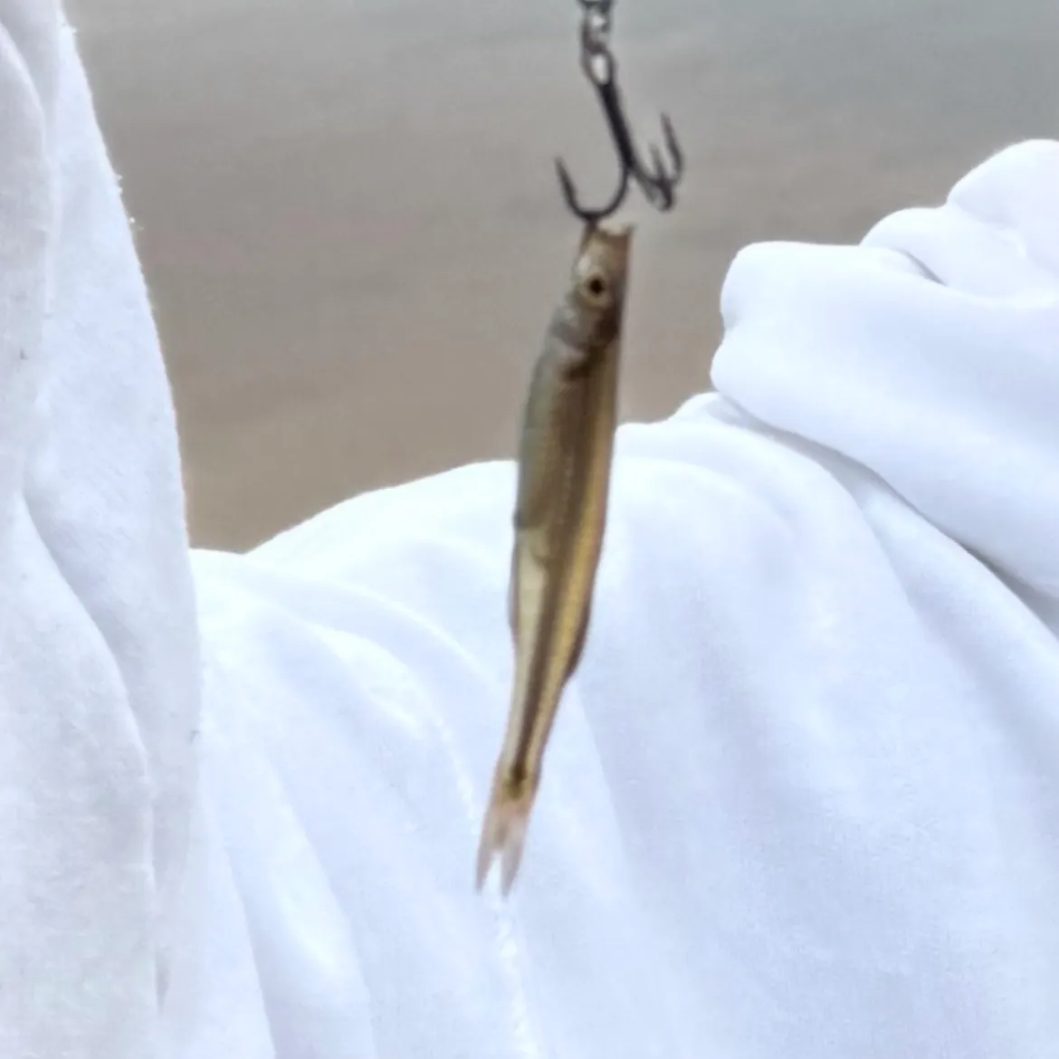 The most recent Broad-striped anchovy catches on Fishbrain