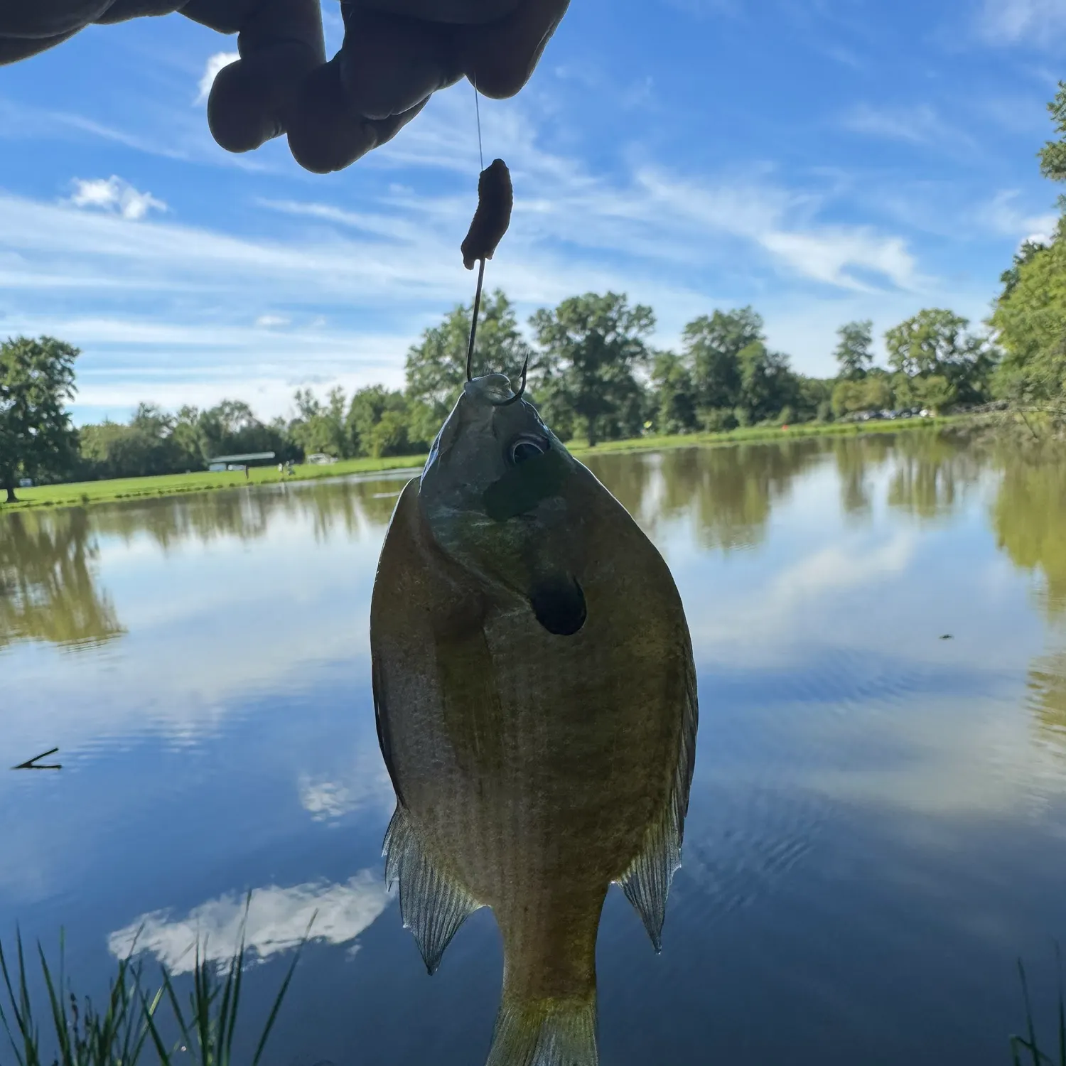 Green sunfish caught on Fishbrain