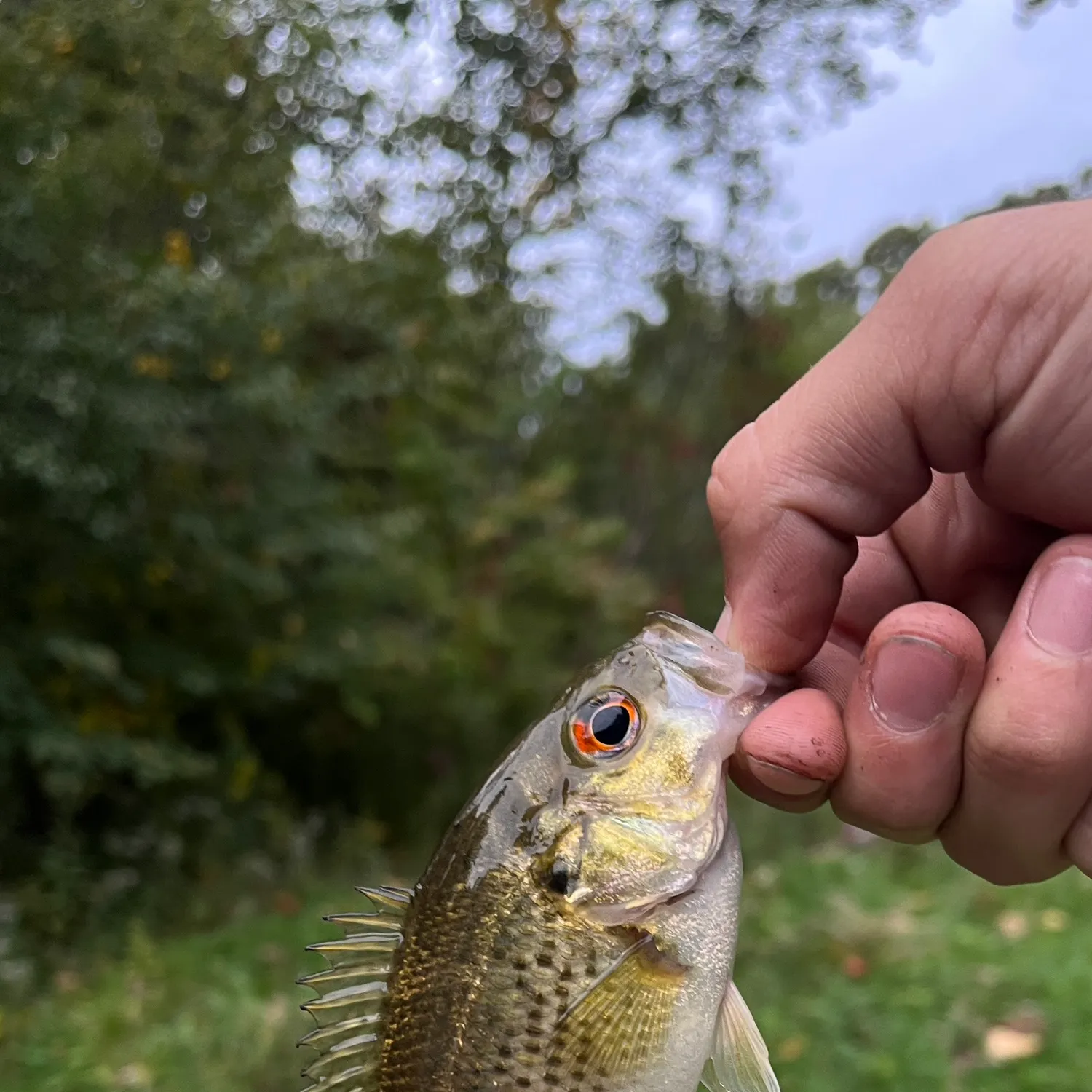Rock bass caught on Fishbrain