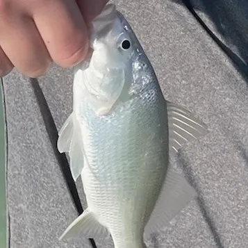 The most recent Florida pompano catches on Fishbrain