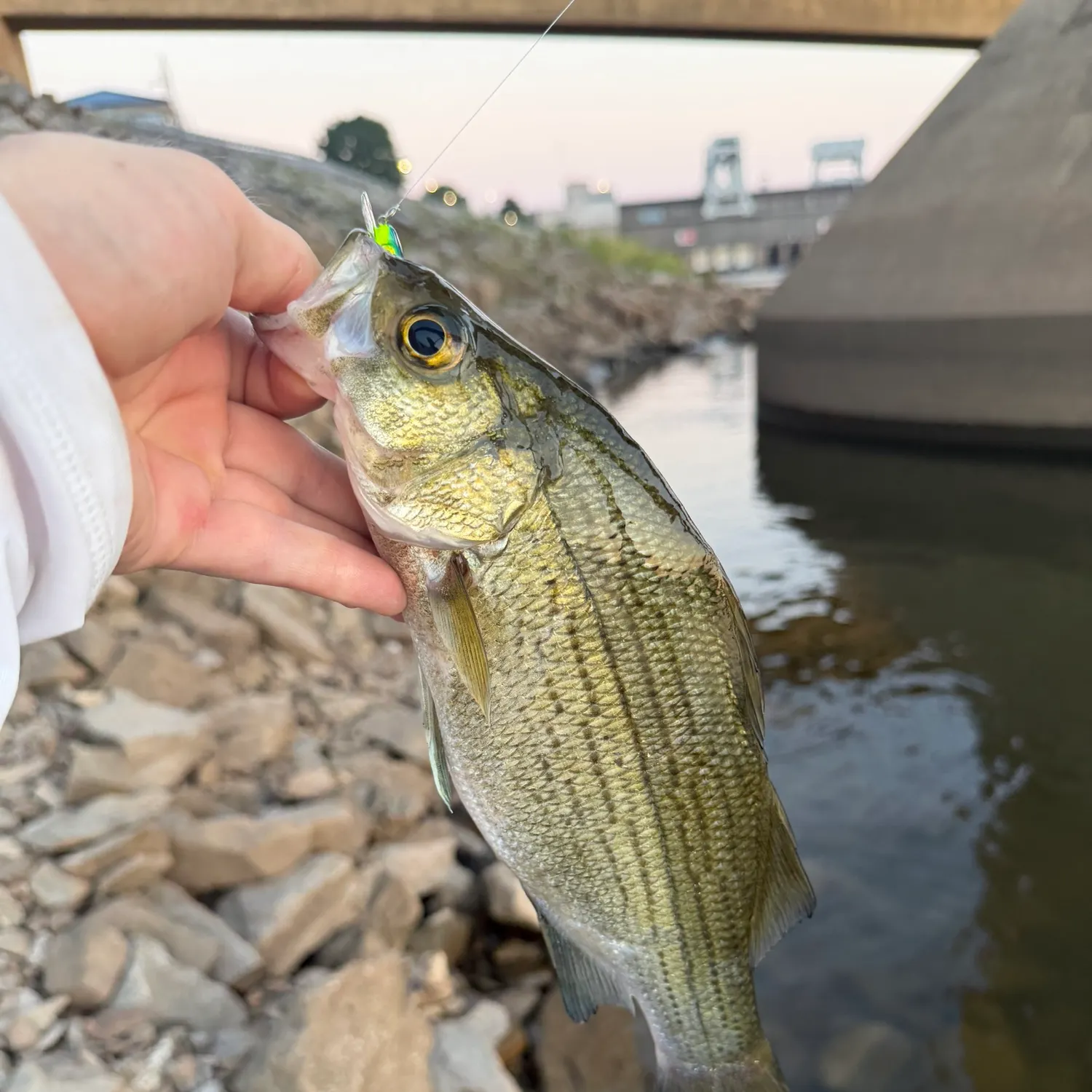 White bass caught on Fishbrain