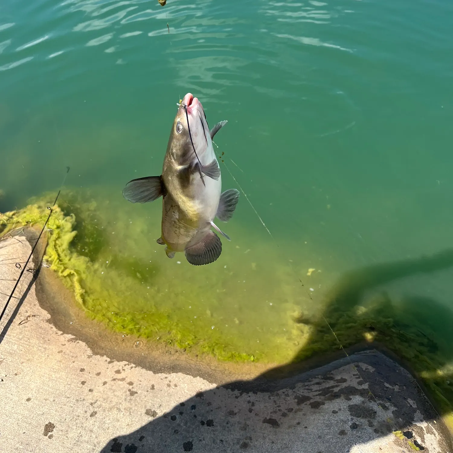 Black bullhead caught on Fishbrain