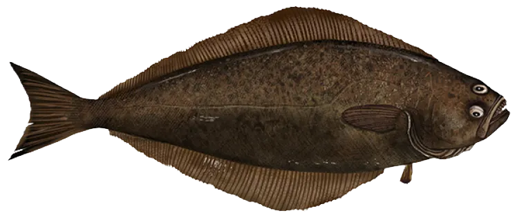 Atlantic halibut