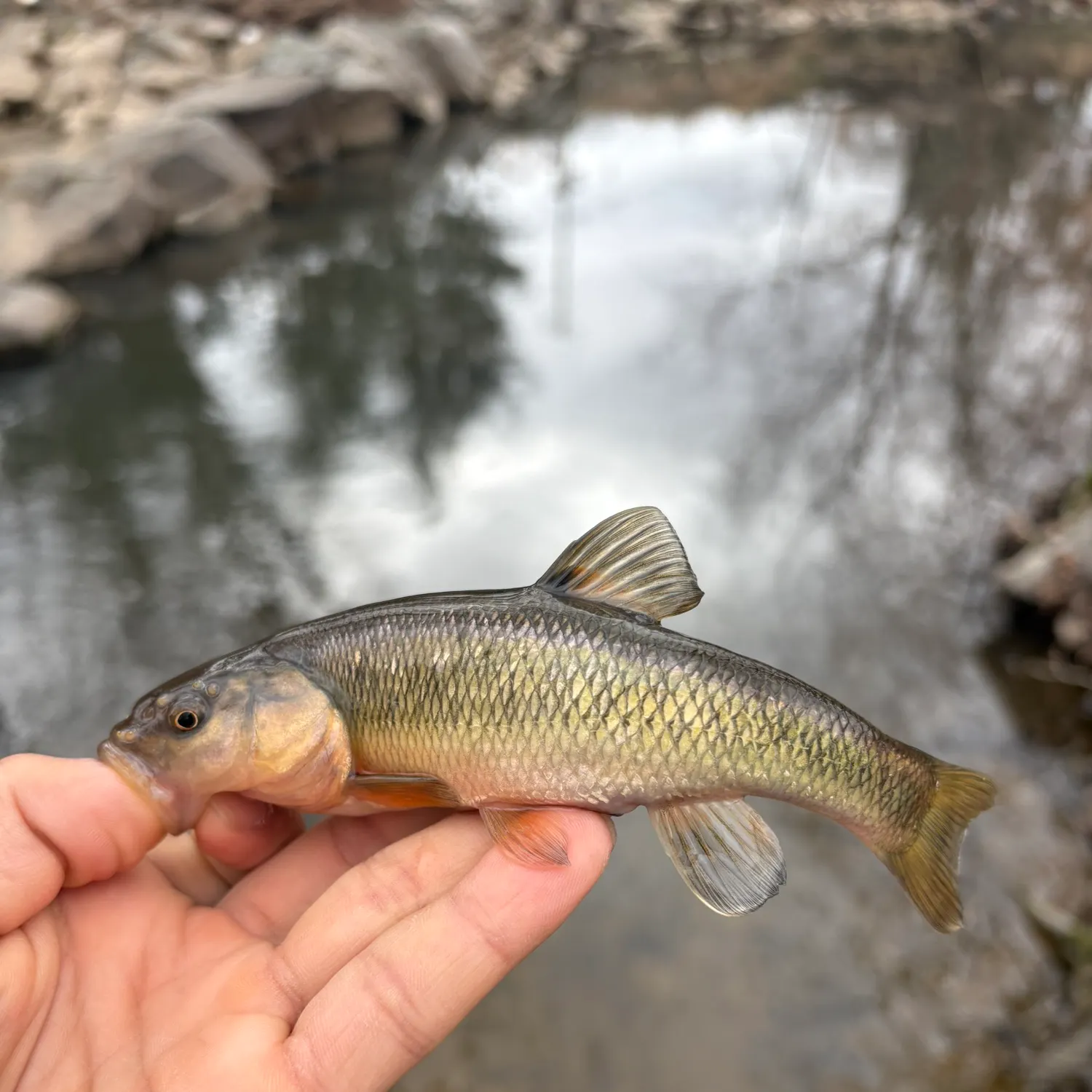 The most recent Bluehead chub catches on Fishbrain