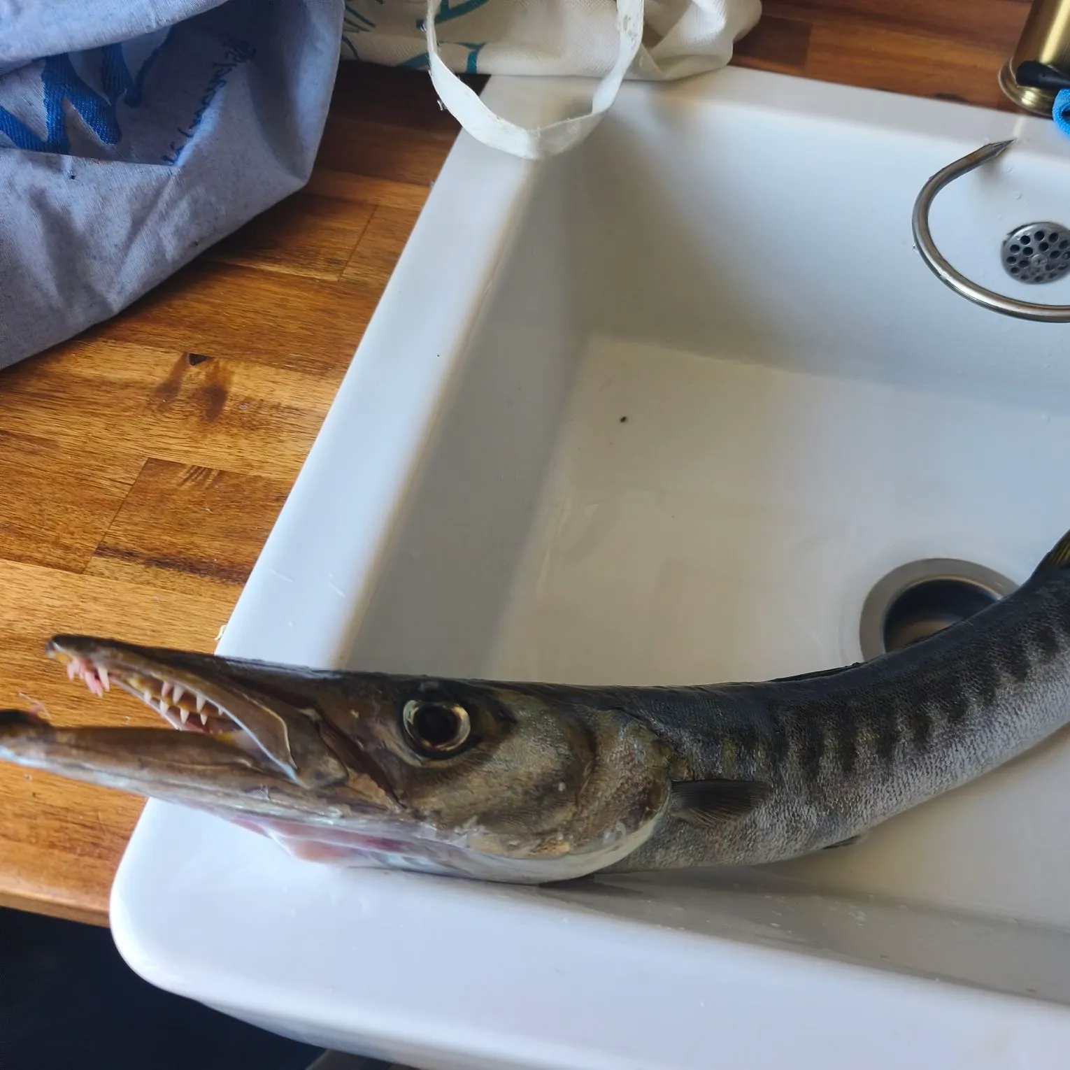 The most recent Pickhandle barracuda catches on Fishbrain