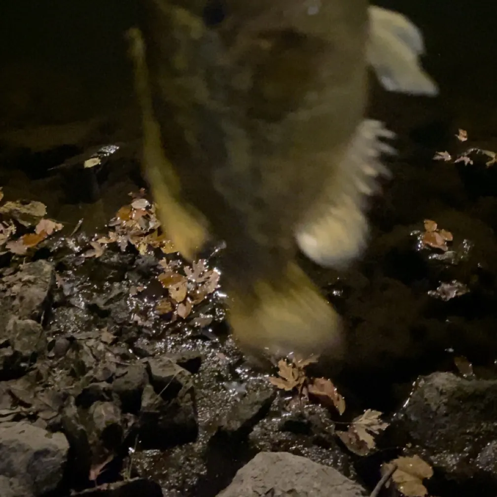 Rock bass caught on Fishbrain