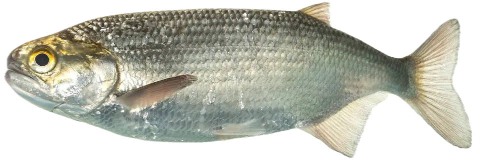 Goldeye