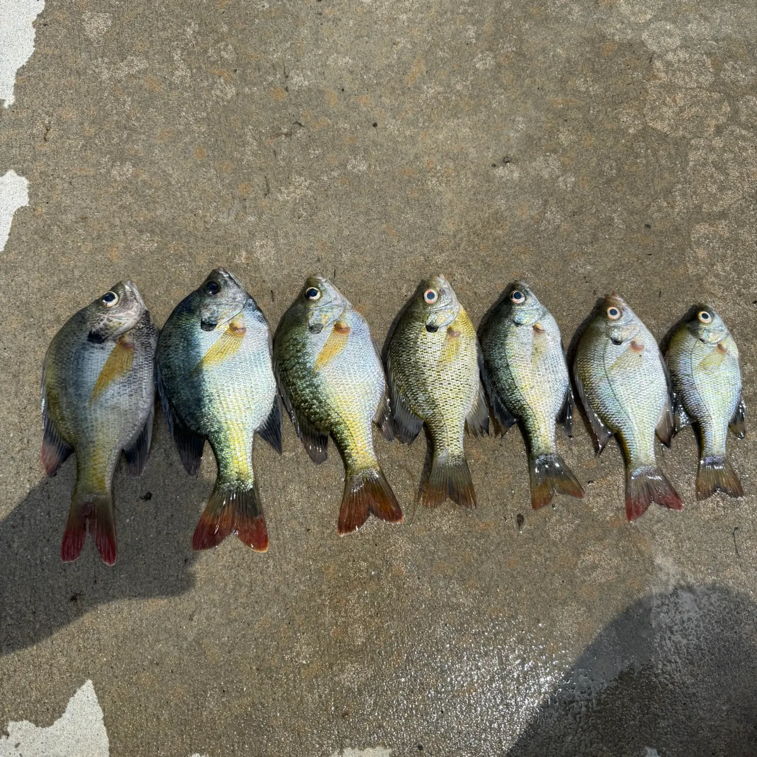 recently logged catches