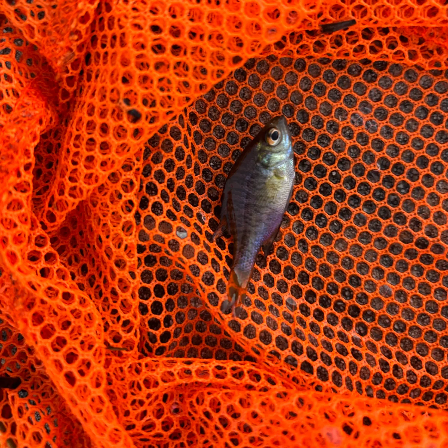 Fish caught on Fishbrain