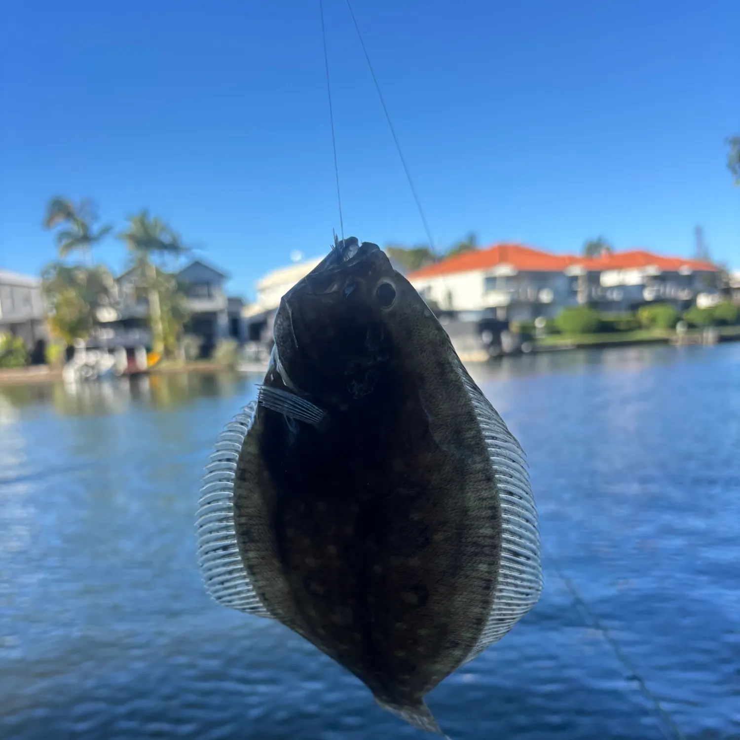 The most recent Stone Flounder catches on Fishbrain