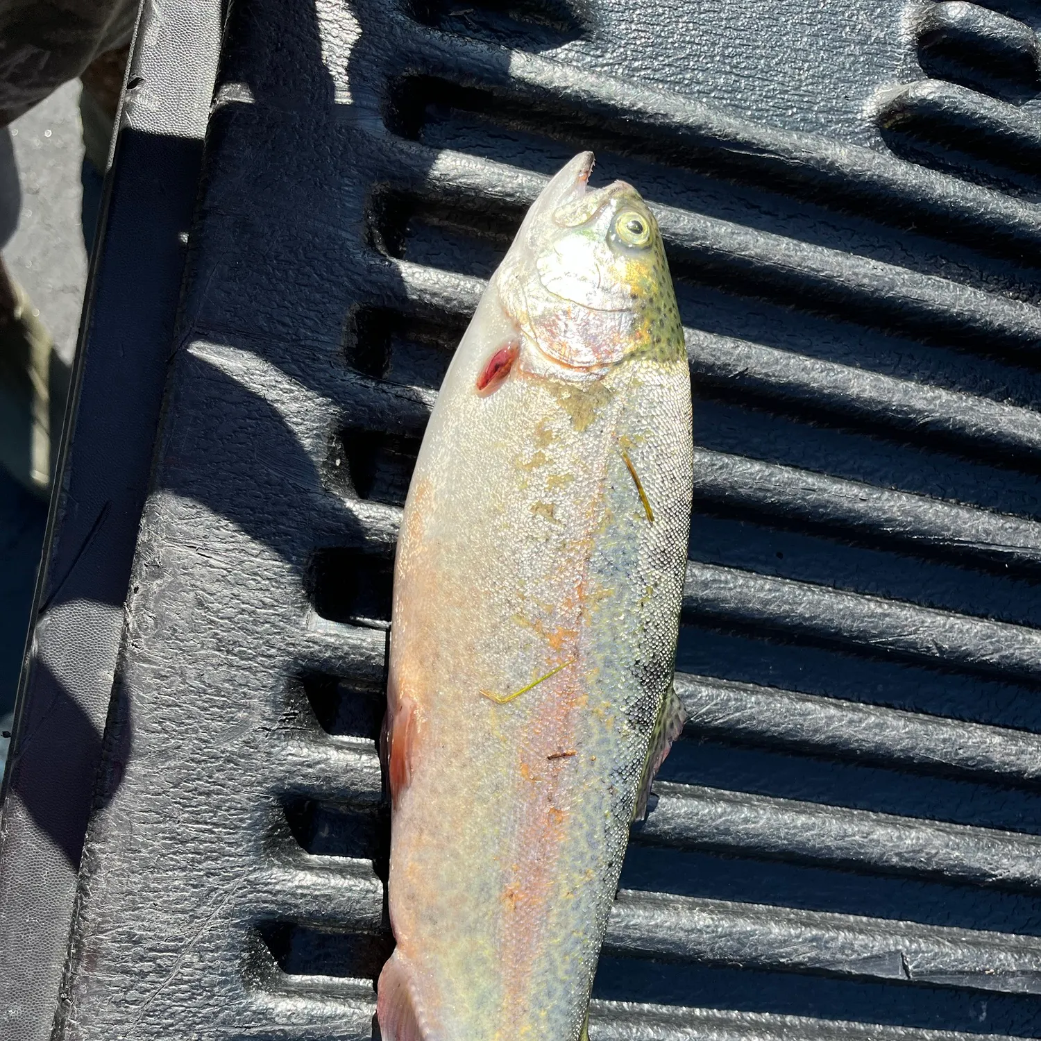 Rainbow trout caught on Fishbrain