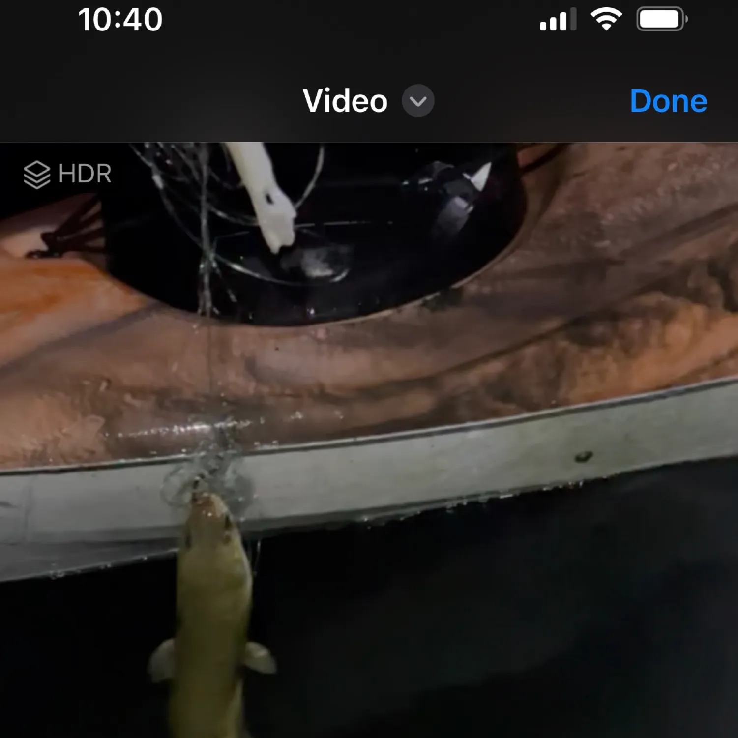 recently logged catches