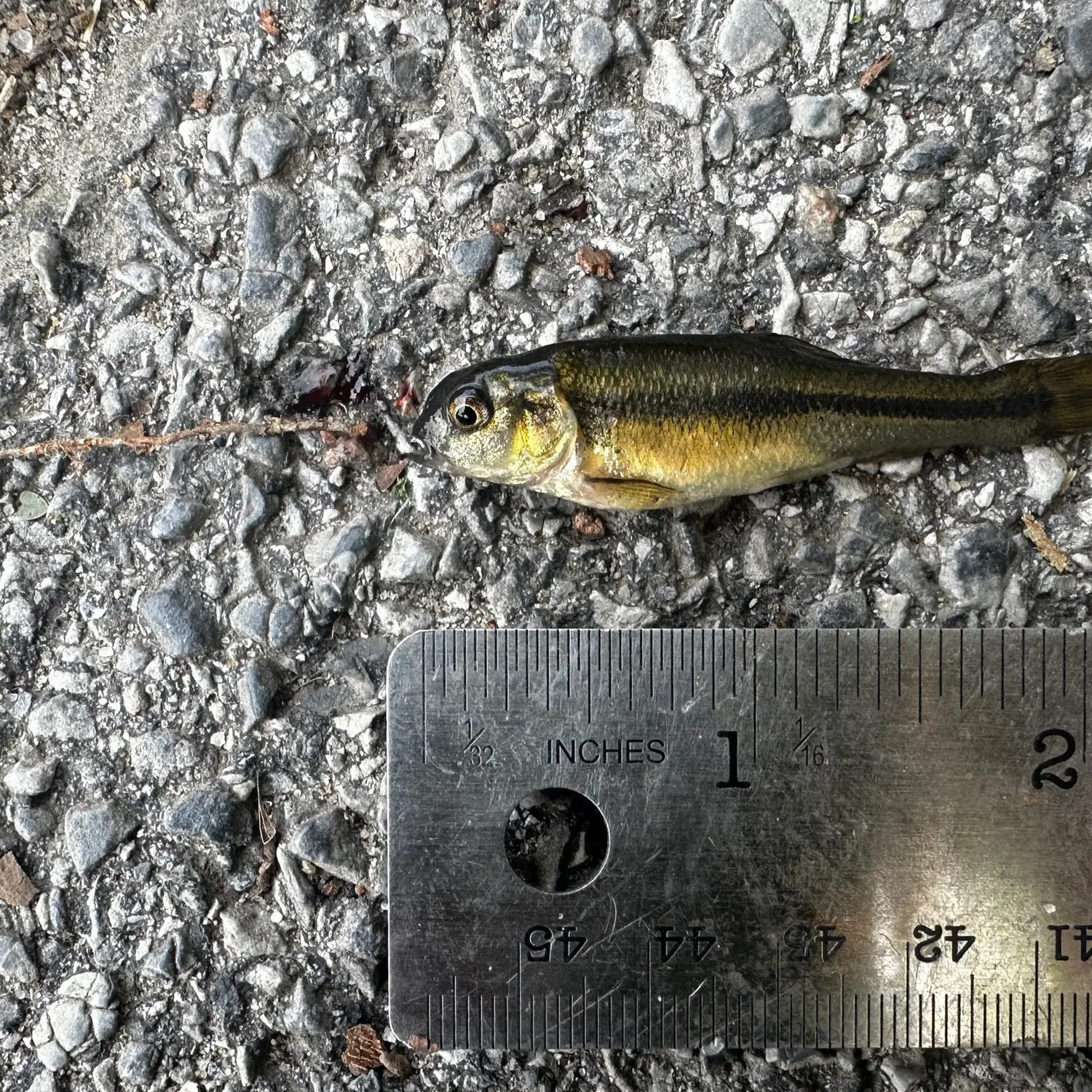 Fathead minnow caught on Fishbrain