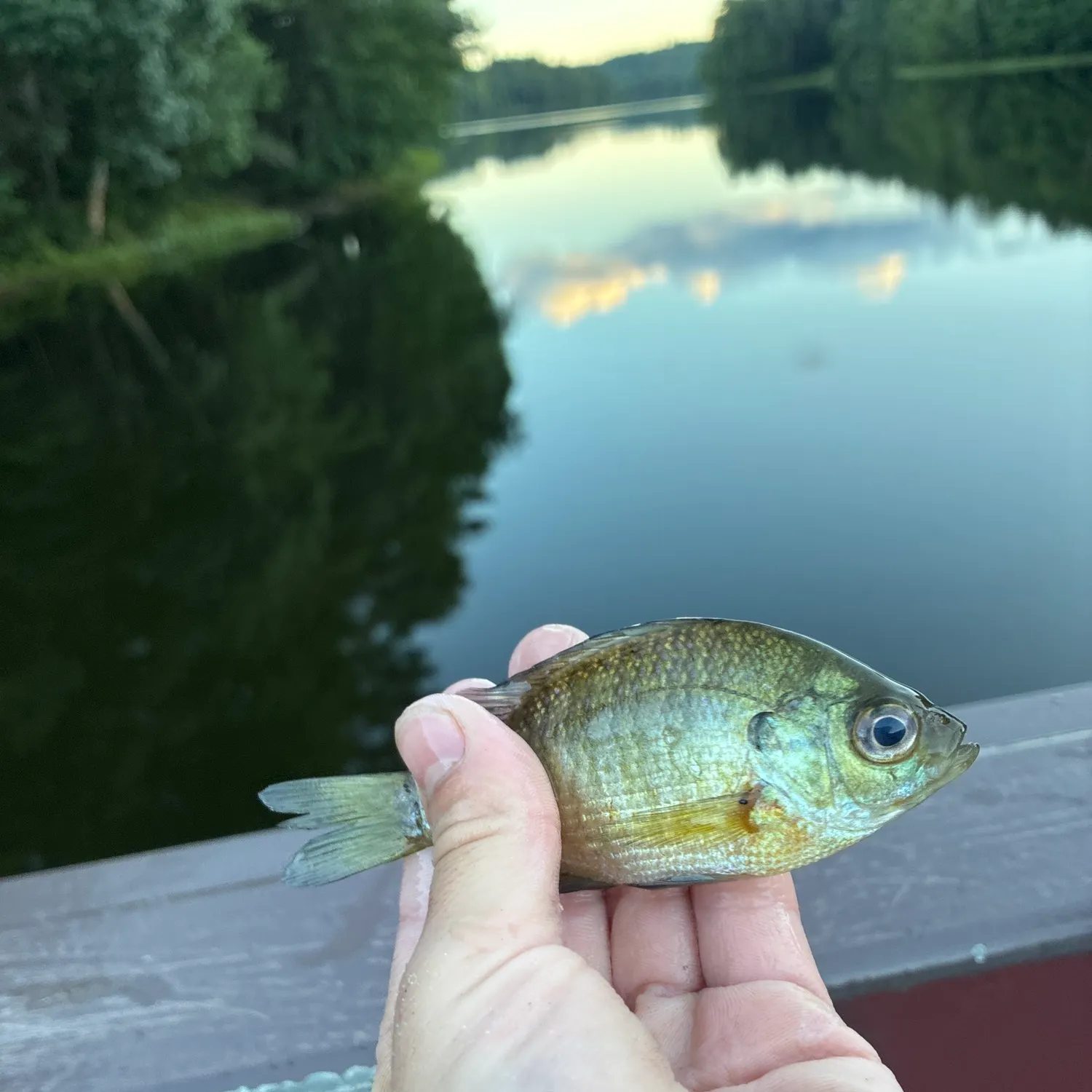 Bluegill caught on Fishbrain