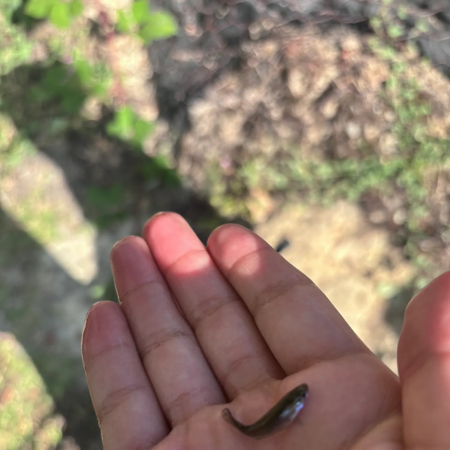 The most recent Western mosquitofish catches on Fishbrain