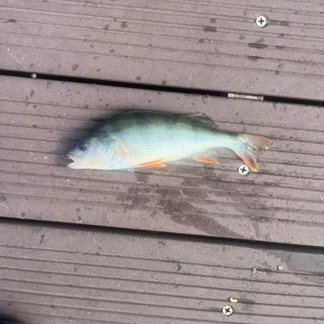 European perch caught on Fishbrain
