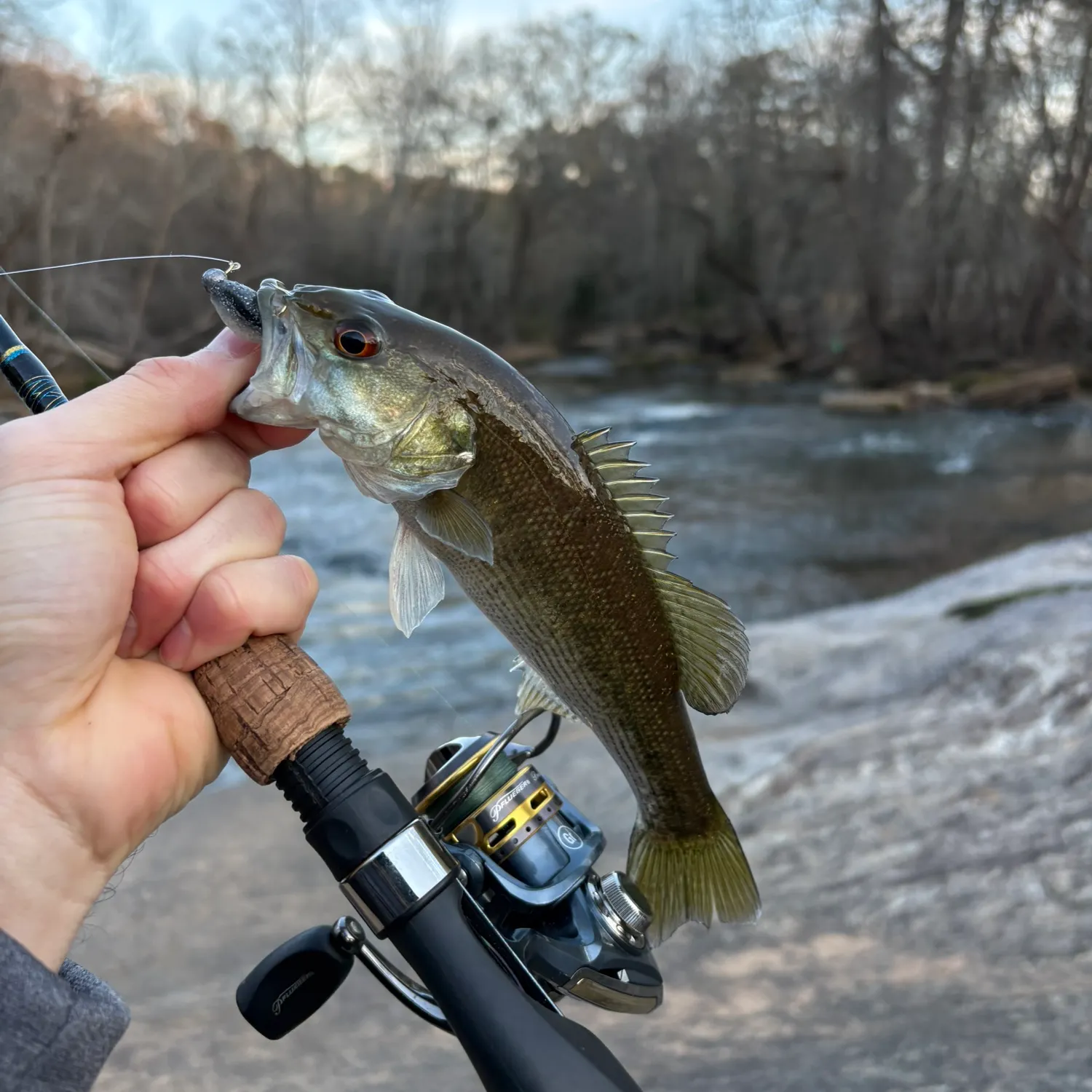 The most recent Redeye bass catches on Fishbrain