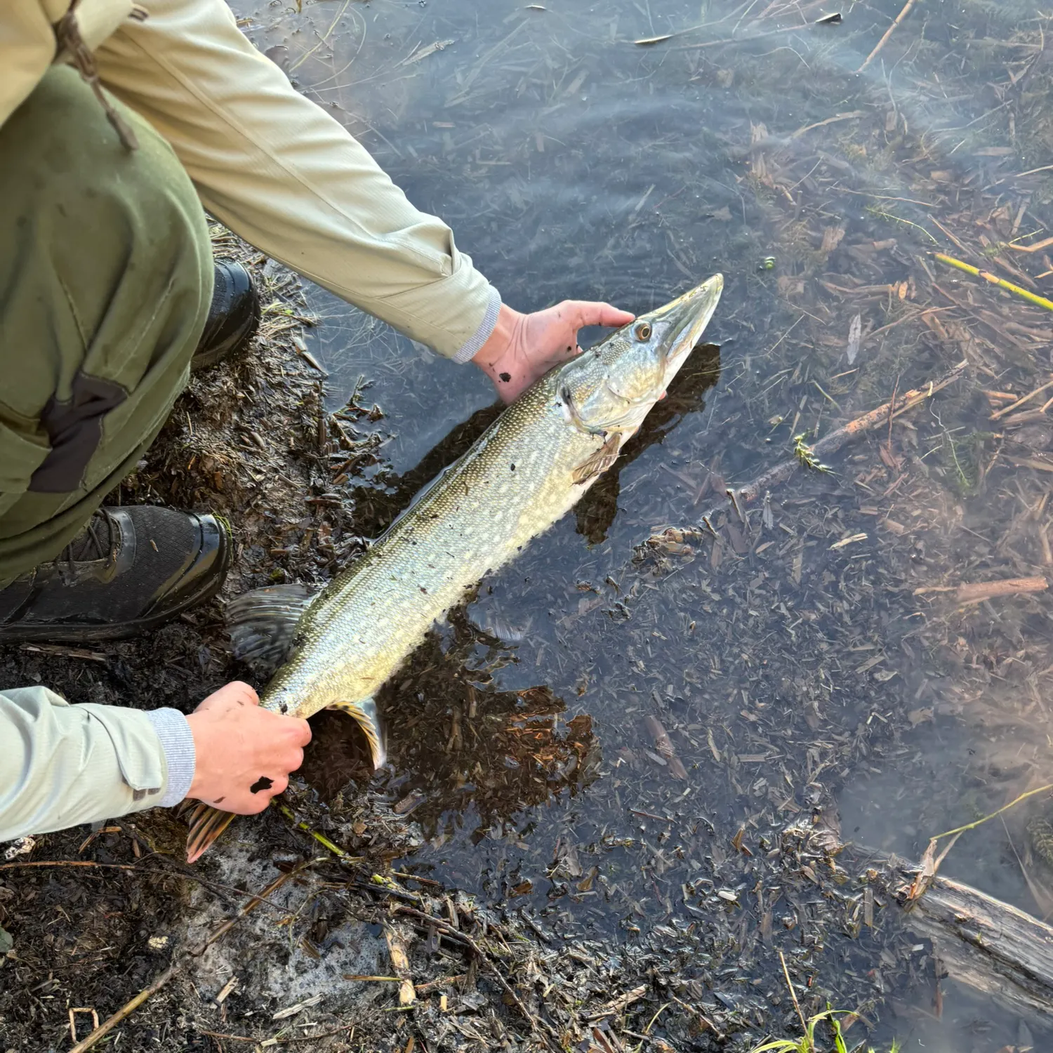Northern pike caught on Fishbrain