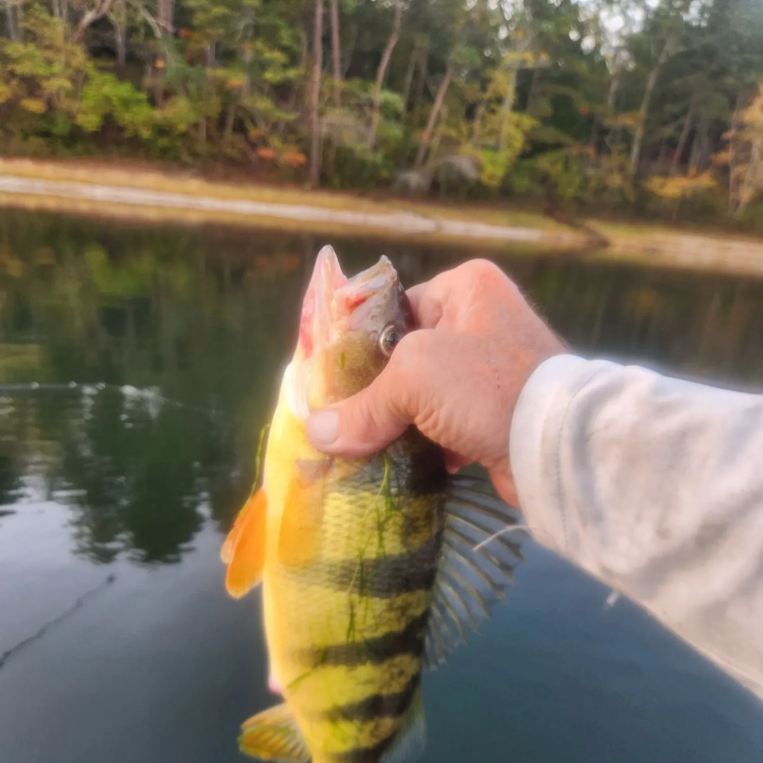 Yellow perch caught on Fishbrain