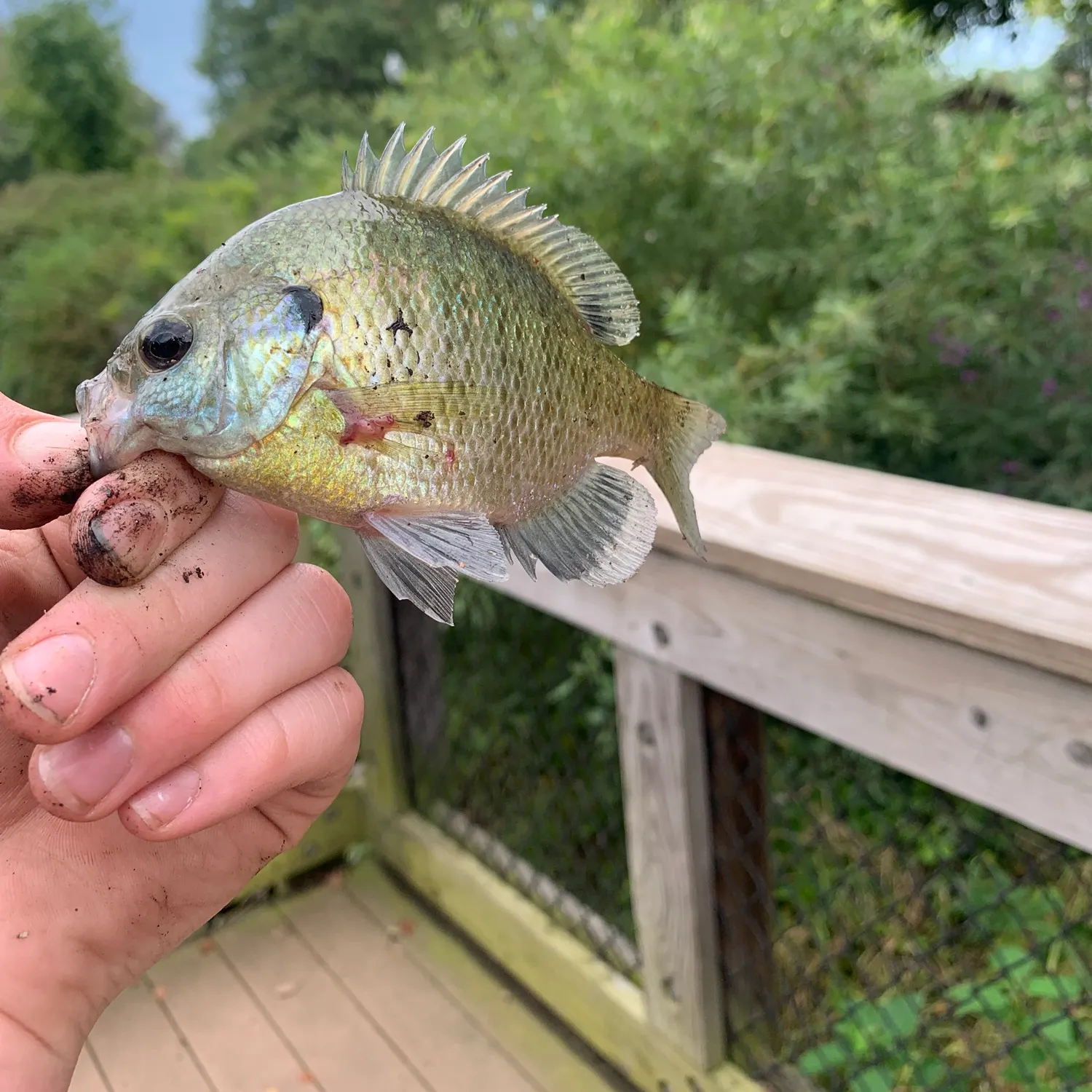catch