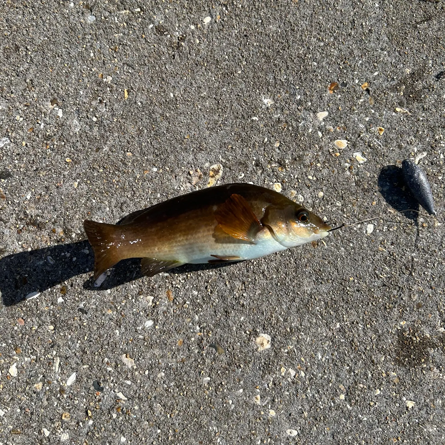 The most recent Cuckoo wrasse catches on Fishbrain