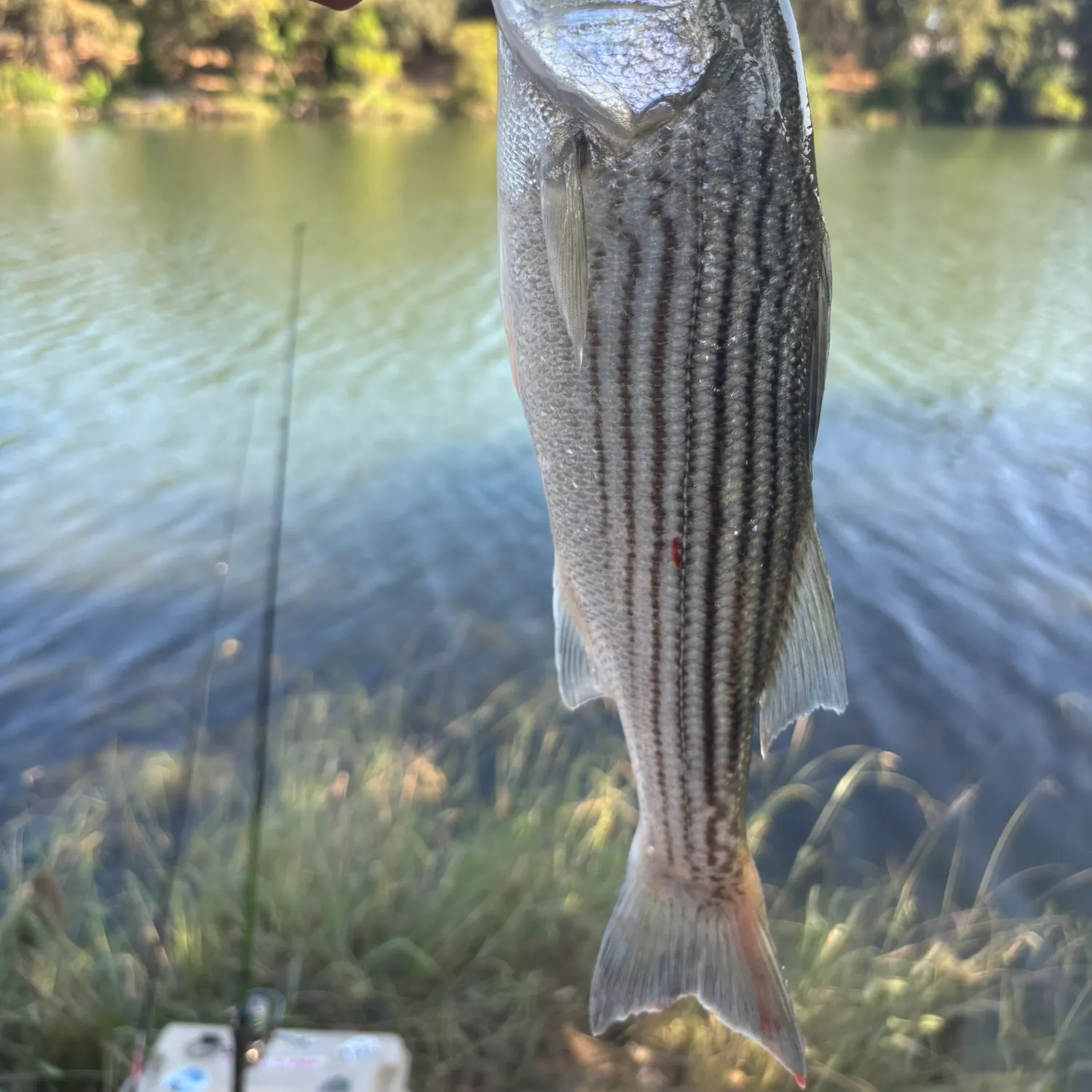 Fish caught on Fishbrain