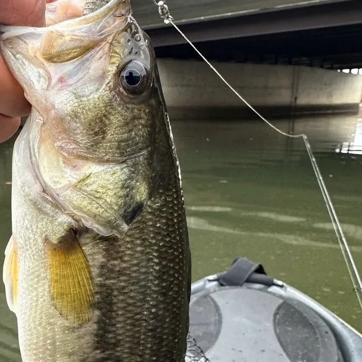Spotted bass caught on Fishbrain