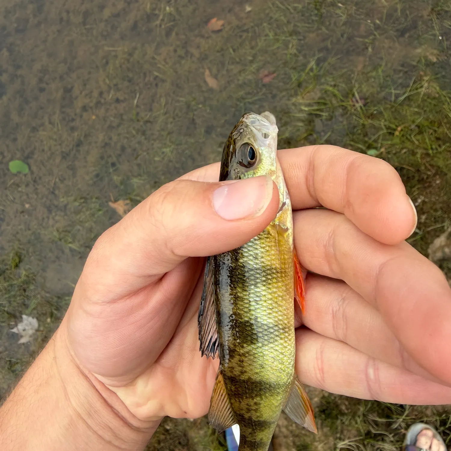 Yellow perch caught on Fishbrain