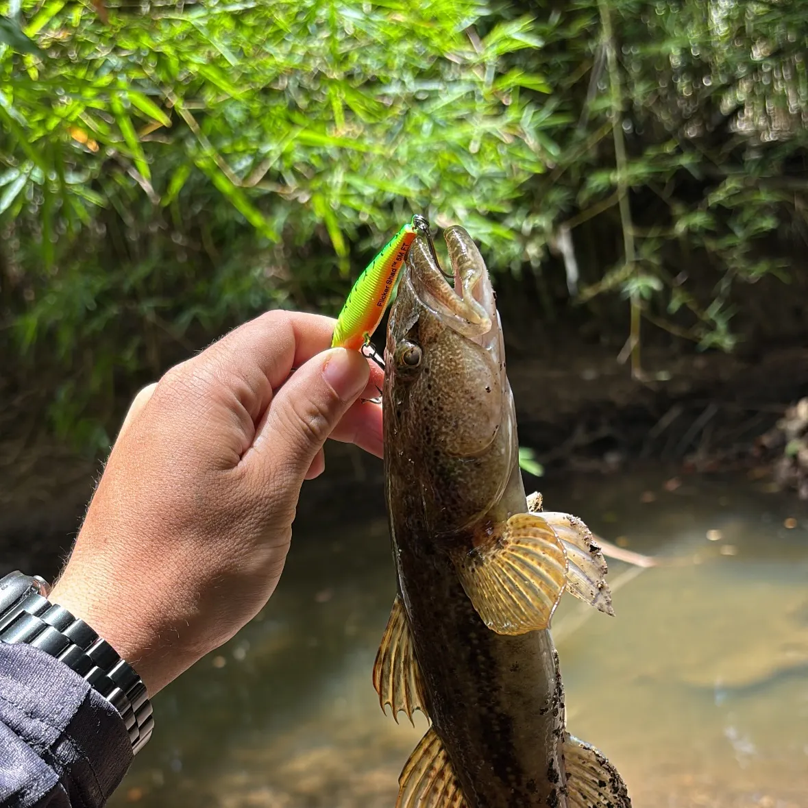 The most recent Bigmouth sleeper catches on Fishbrain