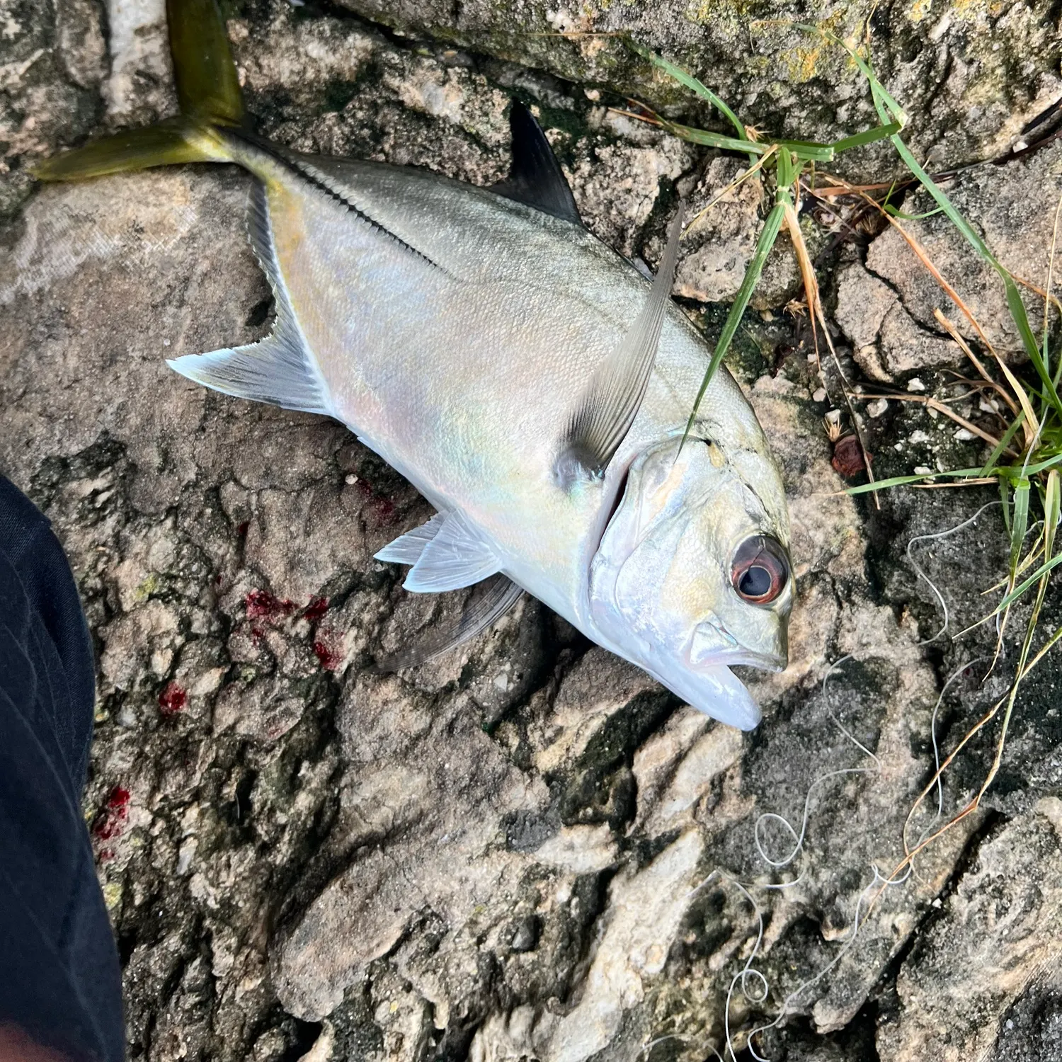 Crevalle jack caught on Fishbrain