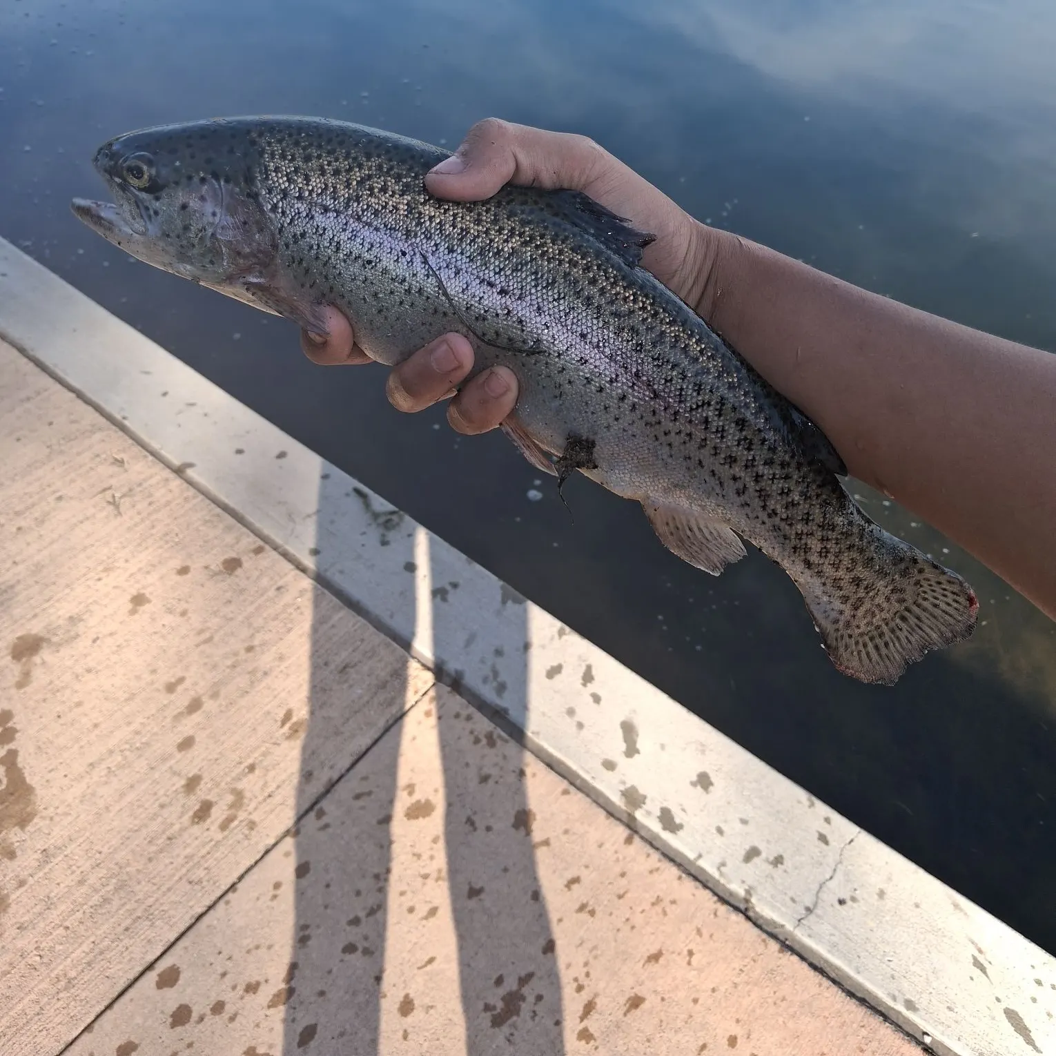 Rainbow trout caught on Fishbrain