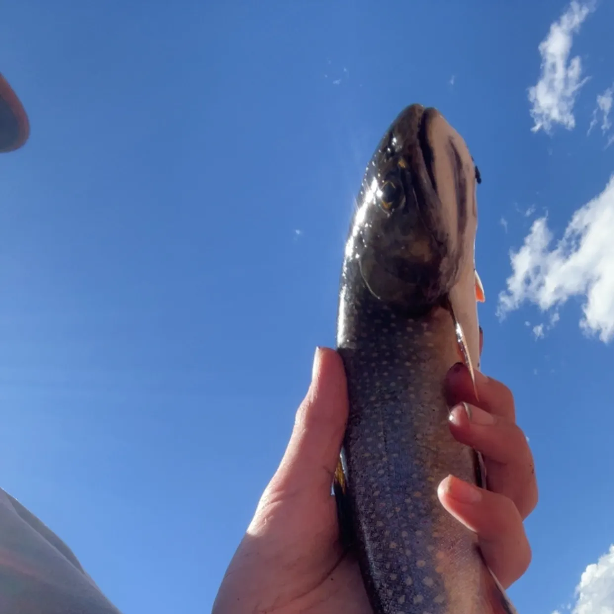 Brook trout caught on Fishbrain