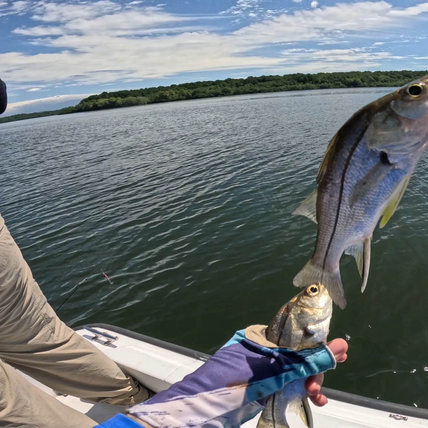 Armed snook caught on Fishbrain