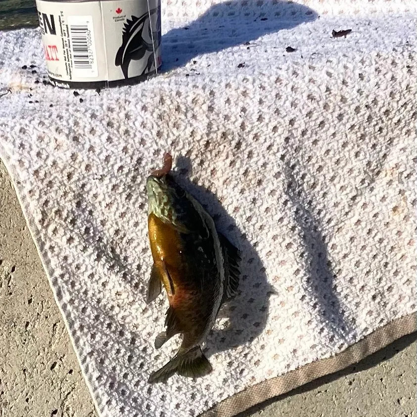 Bluegill caught on Fishbrain
