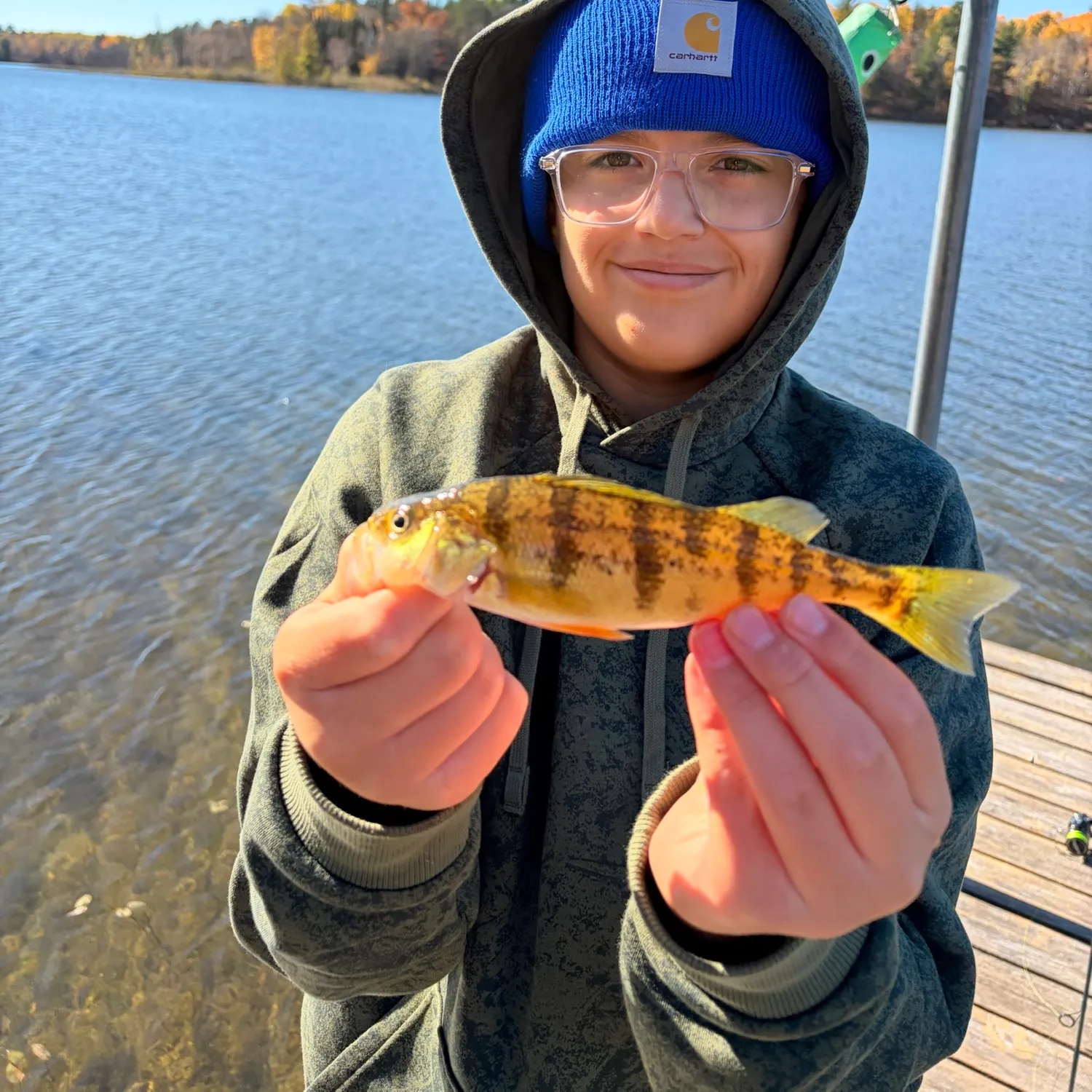 Yellow perch caught on Fishbrain