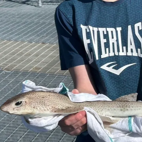 The most recent Piked dogfish catches on Fishbrain