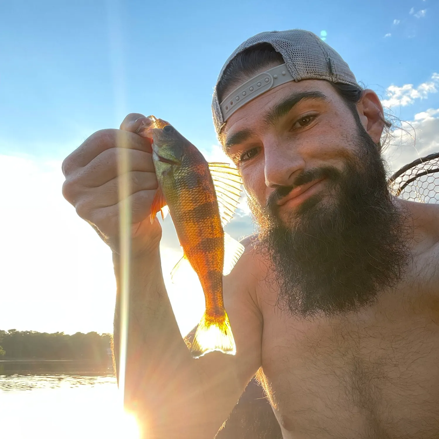 Yellow perch caught on Fishbrain